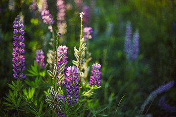Purple lupine blooms. Closeup of bright flowers in green grass