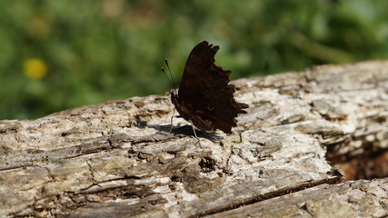 moth on wood