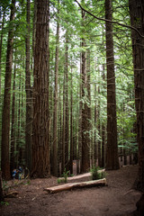 redwood forest in Cantabria, Spain