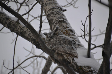 Great Horned Owl on a Tree