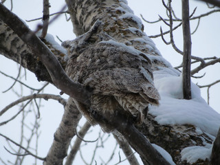 Great Horned Owl on a Tree