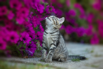 Kitten between petunia flowers