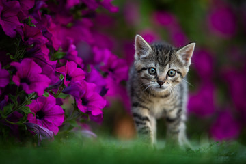Kitten between petunia flowers in a meadow
