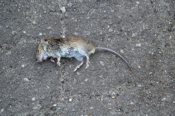 Dead grey mouse on the tarmac. The mouse was caught by a cat, strangled and left. Close-up