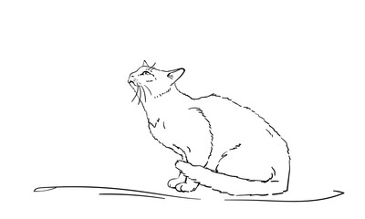Drawing of white cat sitting and looking up, side view. Hand drawn illustration Vector sketch
