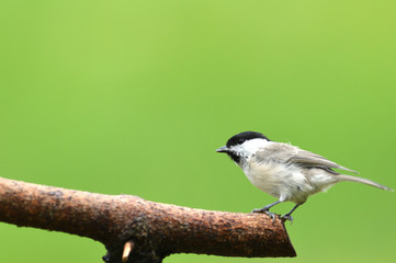 Marsh Tit with sunflower in beak sitting on a branch in the garden