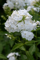 White phlox flowers on green leaves background