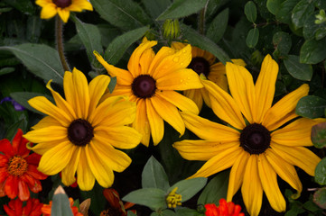 Fototapeta premium Black-Eyed Susans in Bloom