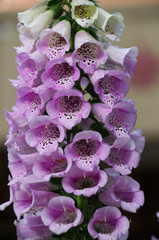 Blooming Fox Gloves in a Garden © RiMa Photography