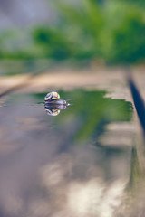 Snail in the garden on wood with water mirror