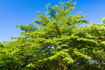Lush green trees with blue sky background