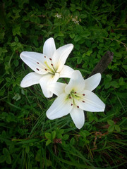white lily flower