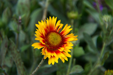 Blooming Blanket Flower