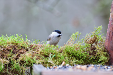 Portrait of  Marsh tit  on a feeder rack full of seeds in the garden