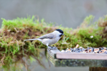 Portrait of  Marsh tit  on a feeder rack full of seeds in the garden