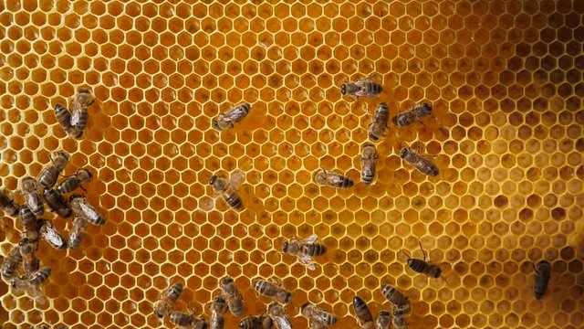 Bee colony. Worker bees make up the majority of the hive. Honeycomb close-up. Bees at work. Clogged honeycombs in the frame. Bee crop, bee larva.