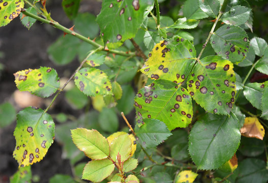 A close up on a fungal rose disease black spot with infected yellow and green leaves which weakens the rose bush, and needs treatment.