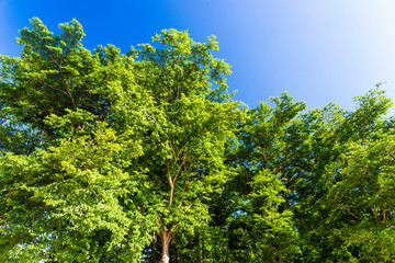 Lush green trees with blue sky as background