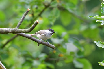 Marsh Tit with sunflower in beak sitting on a branch in the garden