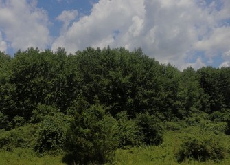 trees, sky