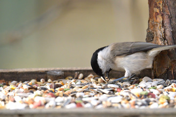 Fototapeta premium Portrait of Marsh tit on a feeder rack full of seeds in the garden