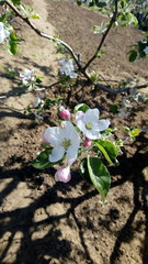 apple tree flowers