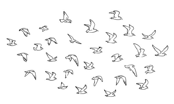 Flocks of flying birds isolated on white background. Vector sketch hand drawn illustration