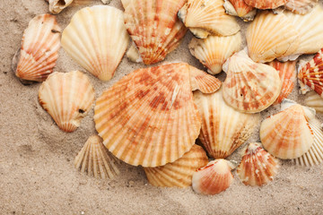 Fototapeta na wymiar Seashells on the sand, summer beach tropical background travel concept with copy space for text