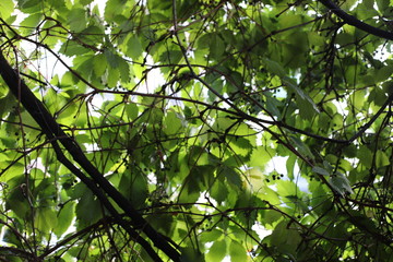 Scenic view of the wild green decorative grapes. Beautiful natural  backdrop with fresh growing plants.