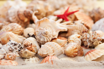 Seashells on the sand, summer beach tropical background travel concept with copy space for text