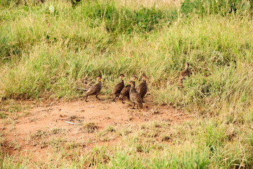 Flock of Birds in Kenya, Africa