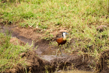 African Jacana Bird in Kenya, Africa