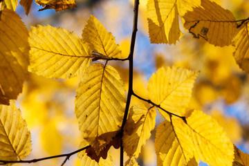 Dry yellow leaves on a branch against the blue sky background in autumn fall on a sunny day.