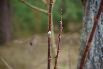bazie kotki ,gałąź © Marcin Łazarczyk