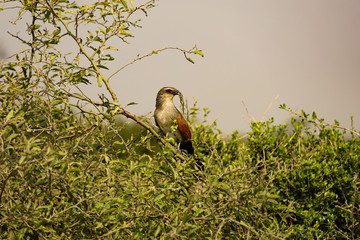 Bird of Prey in Tree in Kenya, Africa