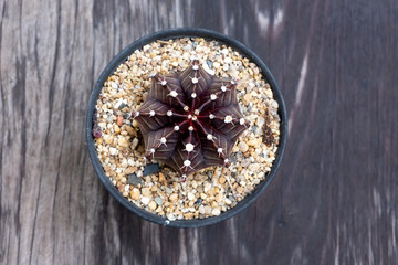 Cactus planted in plastic pots and wooden background.