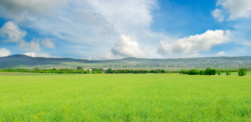 Green meadow and blue sky.