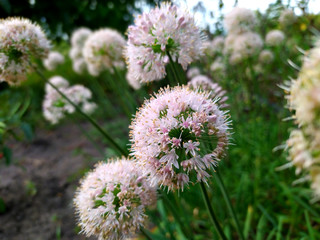 White pink spheric flowers close-up at garden