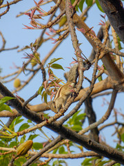 baby squirrel on a branch 