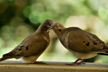 Romantic moments of Mourning Doves.