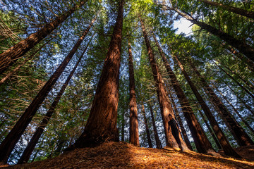 Secuoyas del Monte Cabezón son , Espacio Natural Protegido, Cabezón de la Sal, Cantabria, Spain
