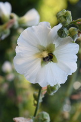 White mallow flower with a bee on a green background. Close-up