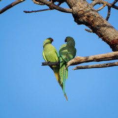 loving parrots fight 
