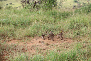 Flock of Guineafowl in Kenya, Africa