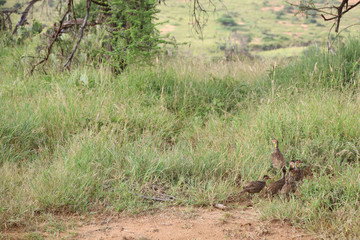 Flock of Guineafowl in Kenya, Africa
