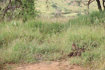 Flock of Guineafowl in Kenya, Africa