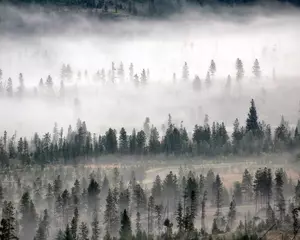 Printed roller blinds Forest in fog Fog rolling though a Rocky Mountain Valley, Winter Park Colorado 