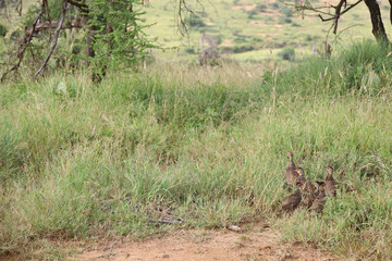 Flock of Guineafowl in Kenya, Africa