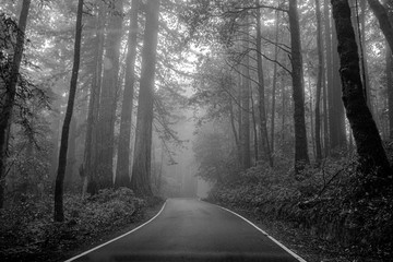 Lonely road in a red wood tree forest on a misty afternoon in grayscale