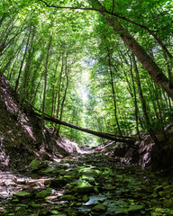 Obraz premium Mountain river in the forest in summer